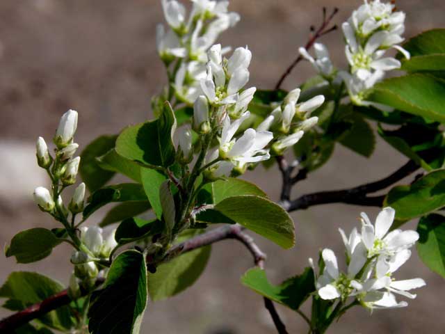 Tatari-vaahtera hedelm&auml;nystyt